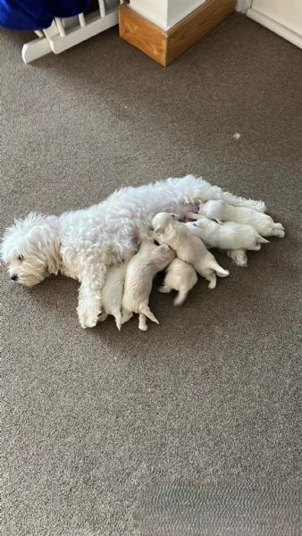 Cuccioli di Bichon Maltese disponibili per ladozione | Foto 0