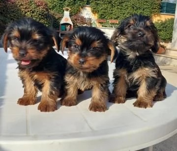 Cuccioli di Yorkshire Terrier Mini Toy in adozione gratuita