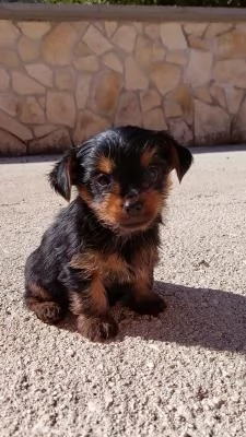 Cuccioli di Yorkshire Terrier Mini Toy in adozione gratuita | Foto 0