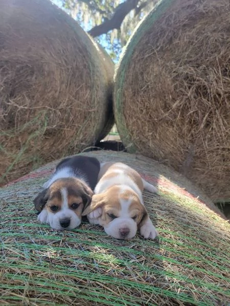 Cuccioli di Beagle in regalo maschi e femmine