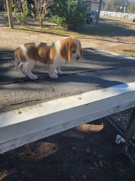 Cuccioli di Beagle in regalo maschi e femmine | Foto 1