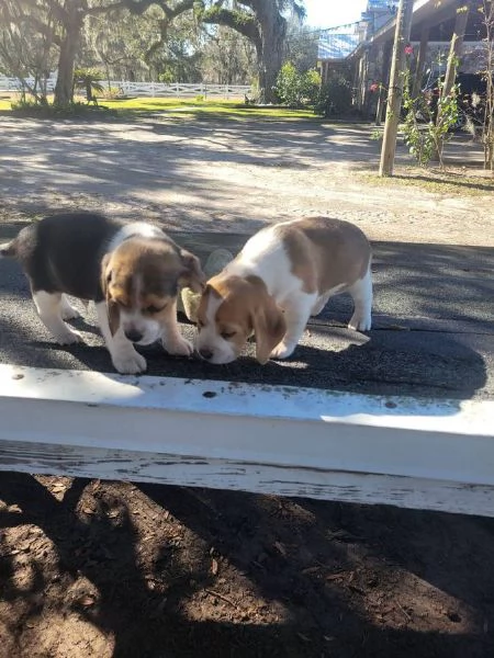 Cuccioli di Beagle in regalo maschi e femmine | Foto 0