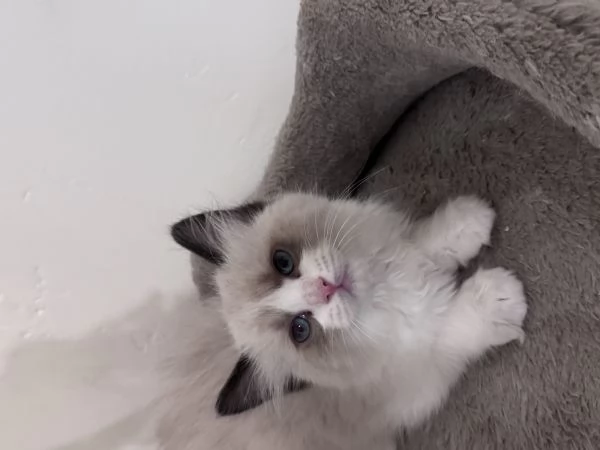 Ragdoll | Foto 5