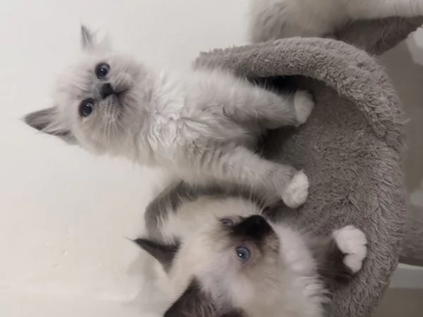 Ragdoll | Foto 3