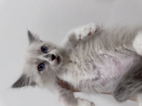 Ragdoll | Foto 2
