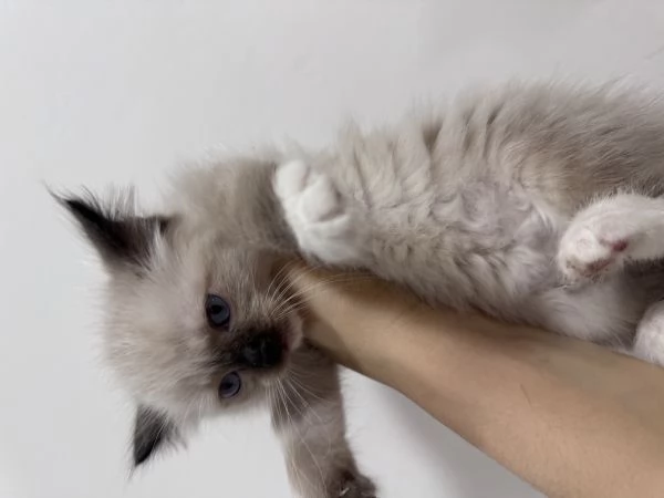 Ragdoll