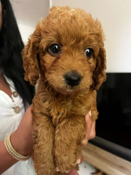 3 cuccioli barboncini toy