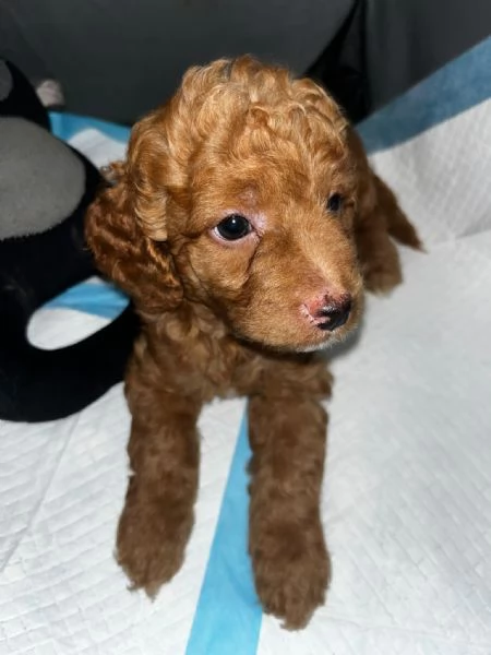 3 cuccioli barboncini toy | Foto 1