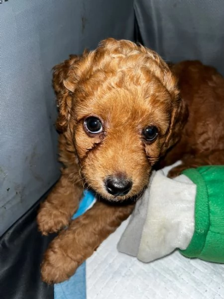 3 cuccioli barboncini toy | Foto 0