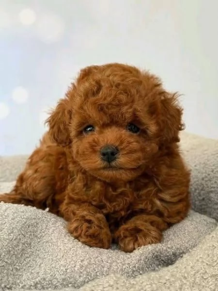 Cucciolate di barboncino toy