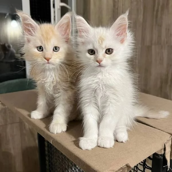 Maine coon cuccioli | Foto 0