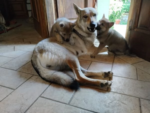 Cuccioli lupo cecoslovacco | Foto 4