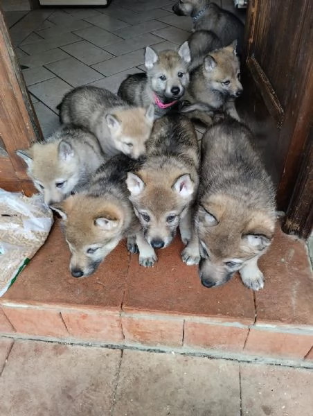 Cuccioli lupo cecoslovacco
