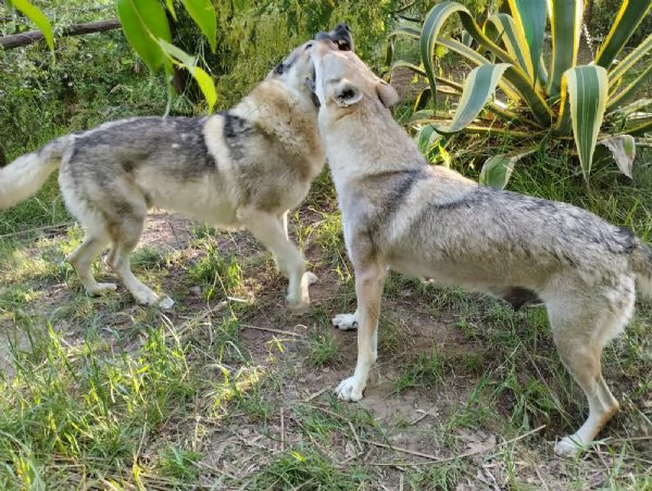 Cuccioli lupo cecoslovacco | Foto 1