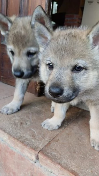 Cuccioli lupo cecoslovacco | Foto 0