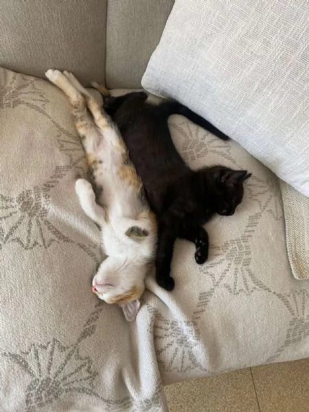 Due gattini in regalo 2 mesi | Foto 1