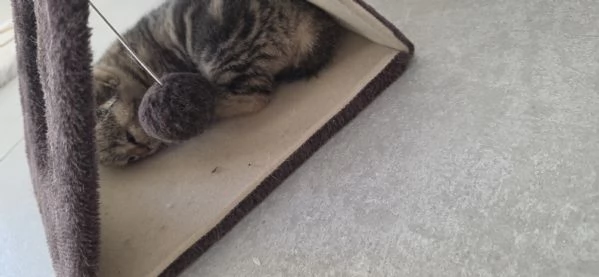 Cucciola scottish fold