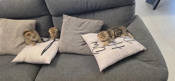 Cucciola scottish fold | Foto 0