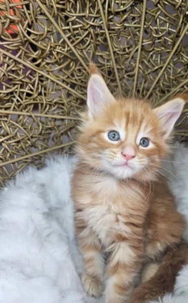 Disponibili Cuccioli di Maine coon