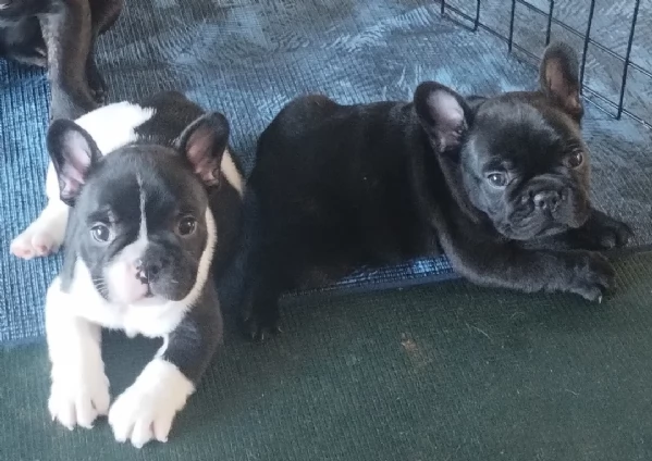 Cuccioli di Bulldog francese | Foto 1