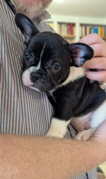 Cuccioli di Bulldog francese