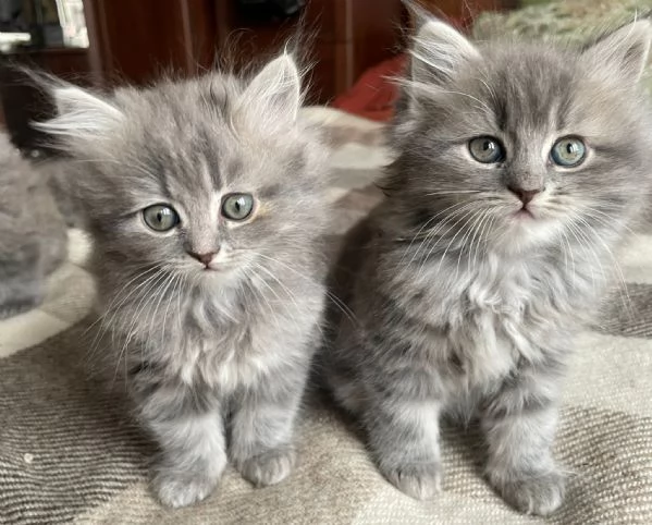 Gattini incrocio persiano siberiano | Foto 2