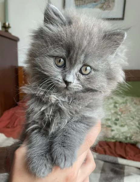 Gattini incrocio persiano siberiano | Foto 1
