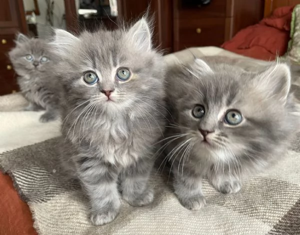 Gattini incrocio persiano siberiano | Foto 0