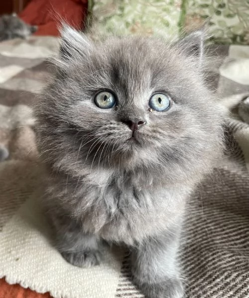 Gattini incrocio persiano siberiano