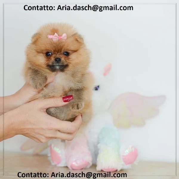 maltese CUCCIOLI MASCHIO E FEMMINA bellissimi cuccioli di maltese maschio e femmina si consegnan