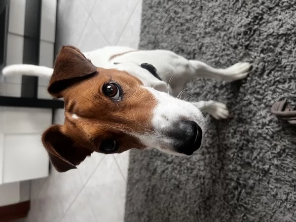 Jack russell