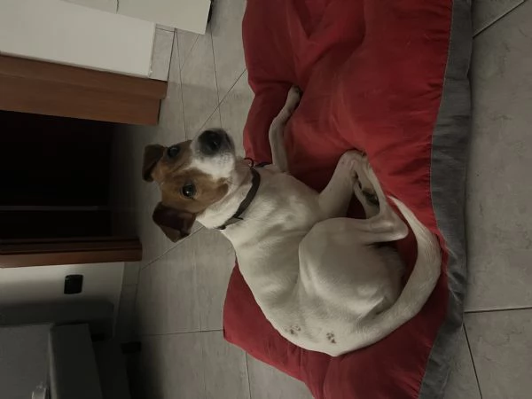 Jack russell | Foto 1