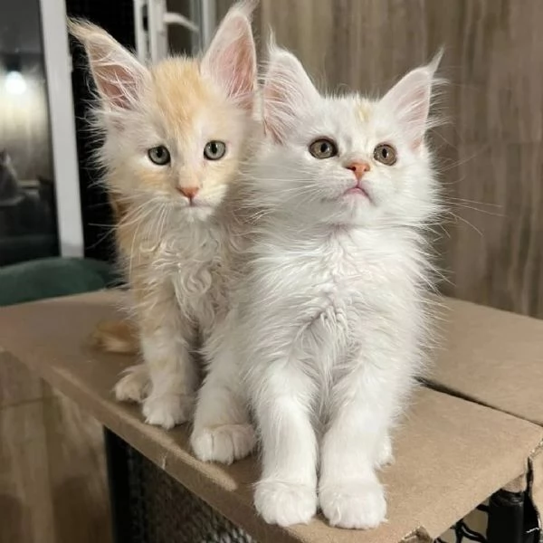 Maine coon cuccioli