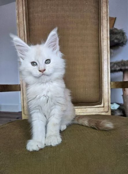 Gatti maine coon