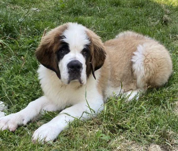 Cuccioli di San Bernardo con pedigree | Foto 1