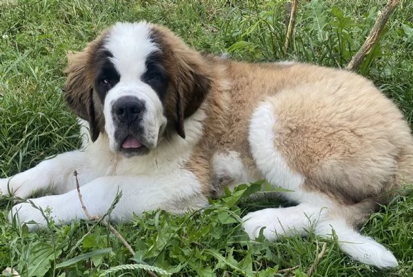Cuccioli di San Bernardo con pedigree | Foto 0