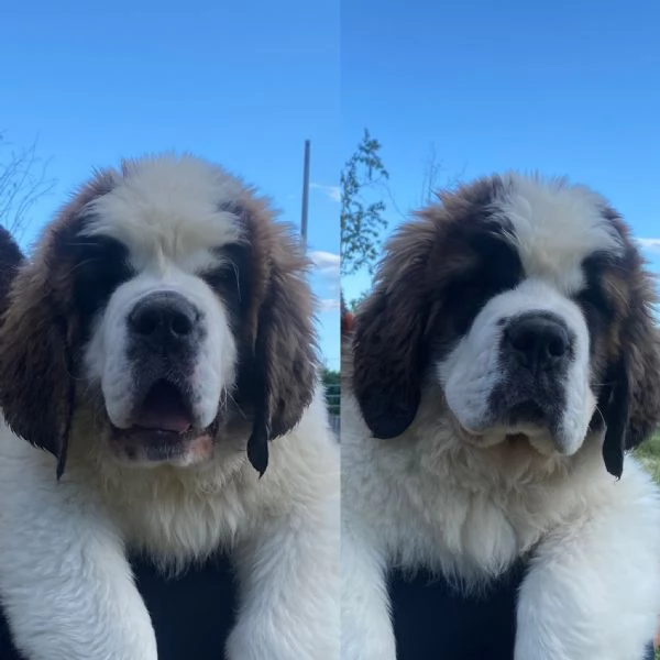 Cuccioli di San Bernardo con pedigree