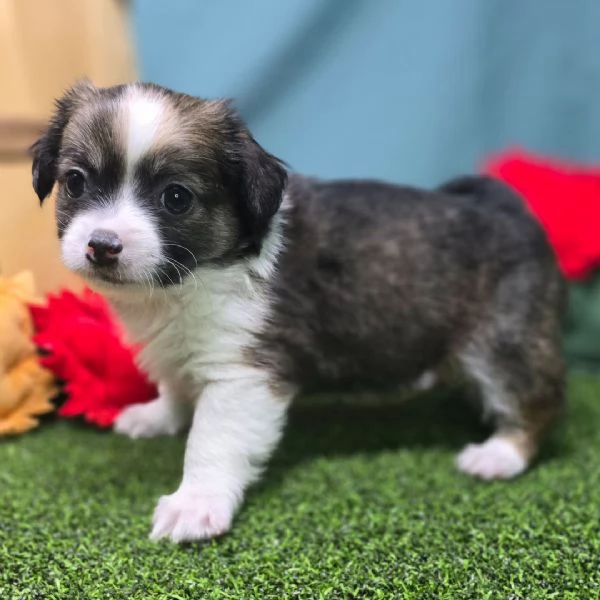 Cuccioli di Chihuahua in adozione