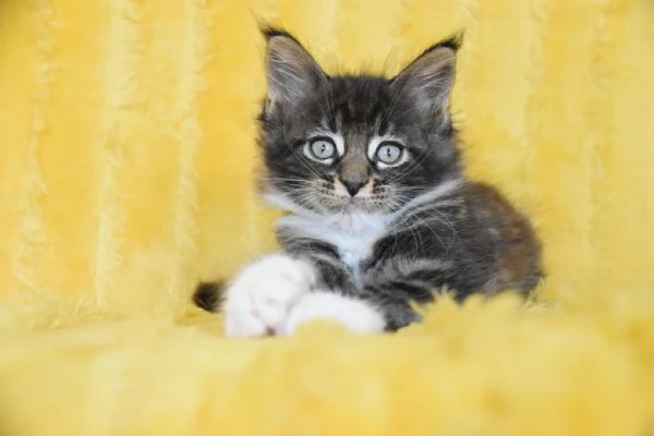 Cucciolo Maine coon con pedigree