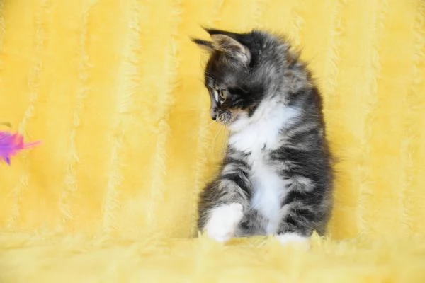 Cucciolo Maine coon con pedigree | Foto 3