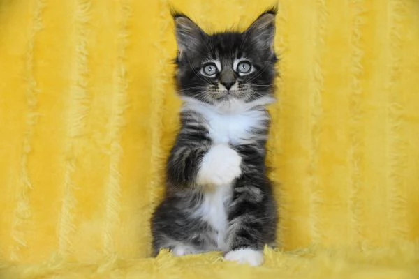 Cucciolo Maine coon con pedigree | Foto 2