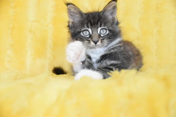 Cucciolo Maine coon con pedigree | Foto 1