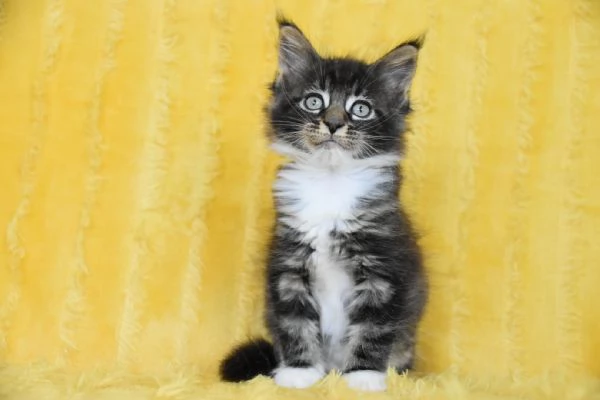 Cucciolo Maine coon con pedigree | Foto 0