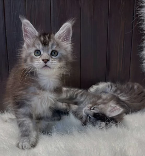 Maine Coon cuccioli pedigree