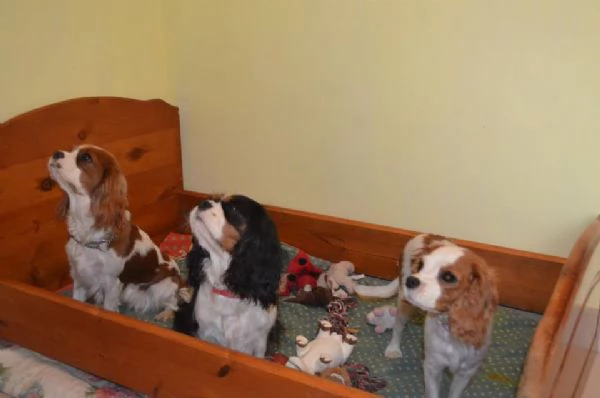 Pensione per cani e gatti  | Foto 4