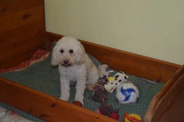 Pensione per cani e gatti  | Foto 3