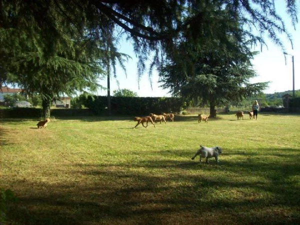 Pensione per cani e gatti  | Foto 2