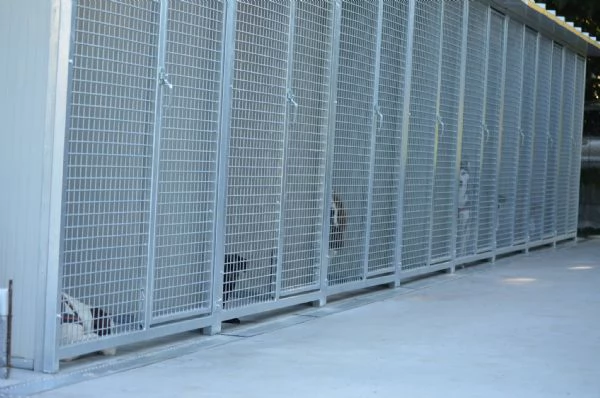 Pensione per cani e gatti 