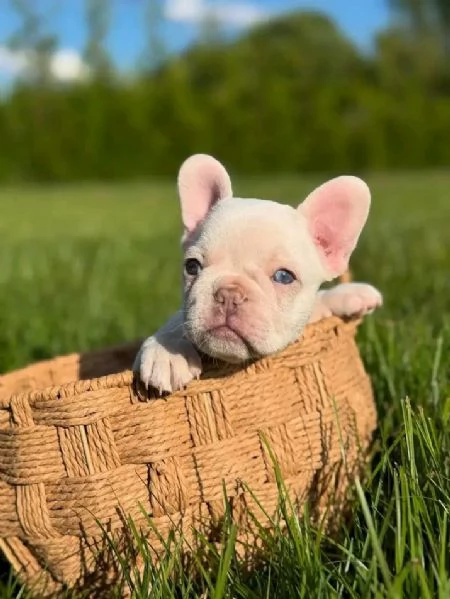 Cerchi cuccioli adorabili di French Bulldog disponibili per ladozione 