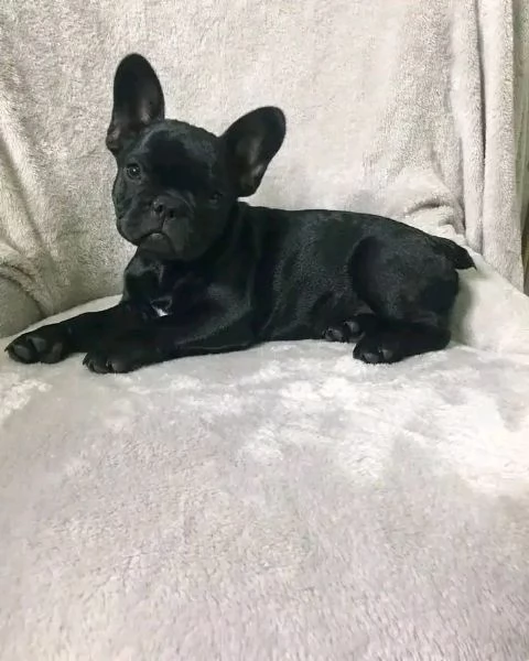 Cerchi cuccioli adorabili di French Bulldog disponibili per ladozione  | Foto 0